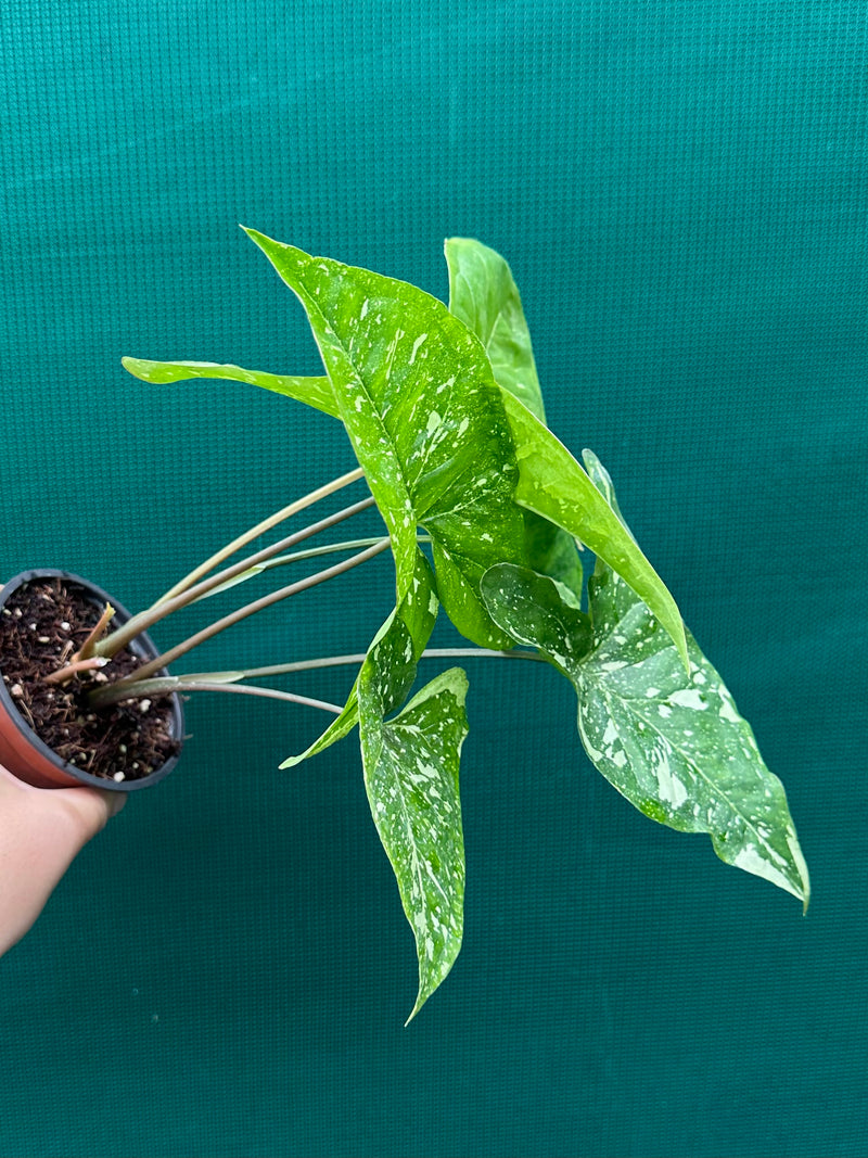 Syngonium 'Panda'
