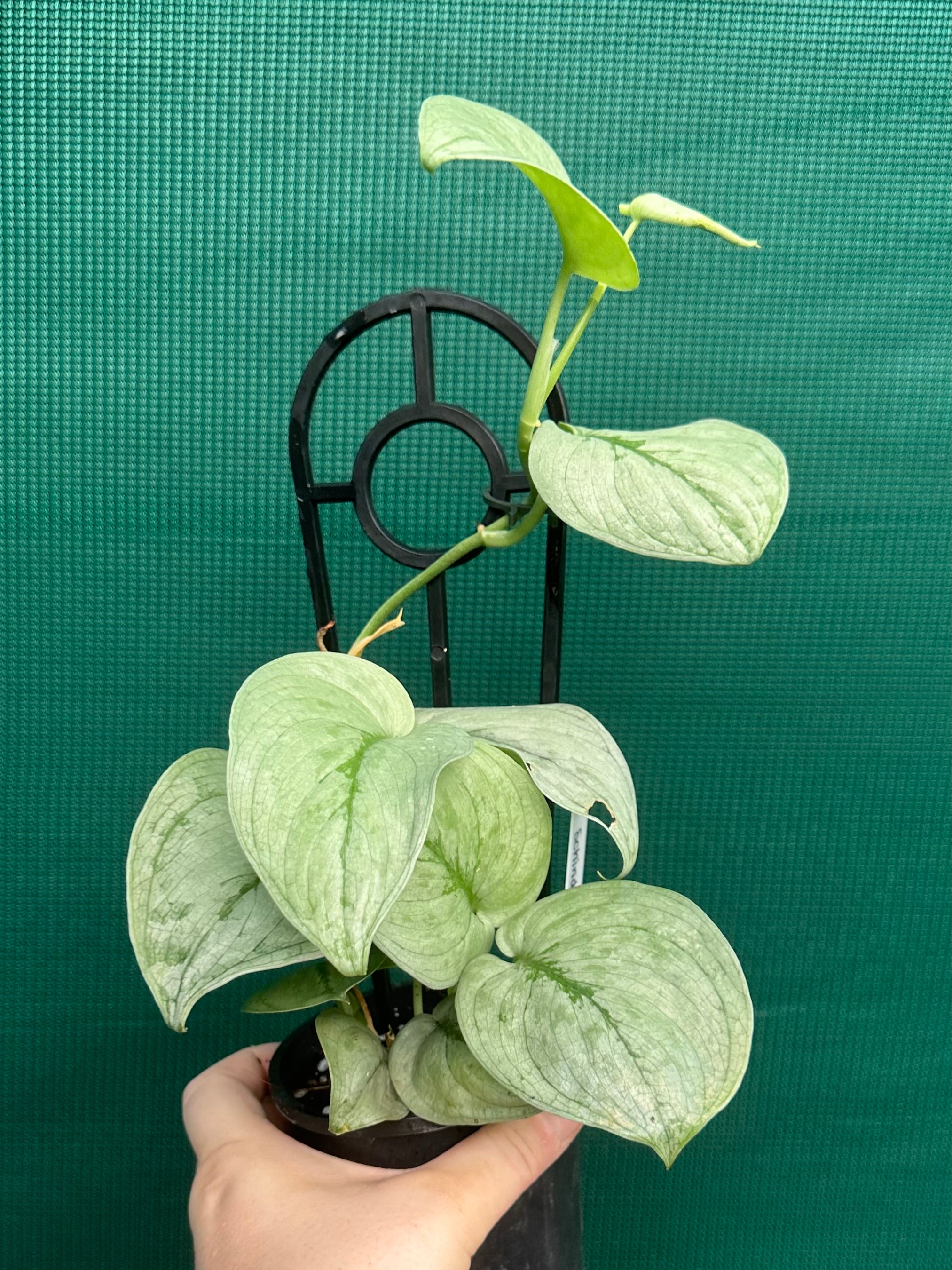 pothos silver hero Schindapsus 'Silver Hero'