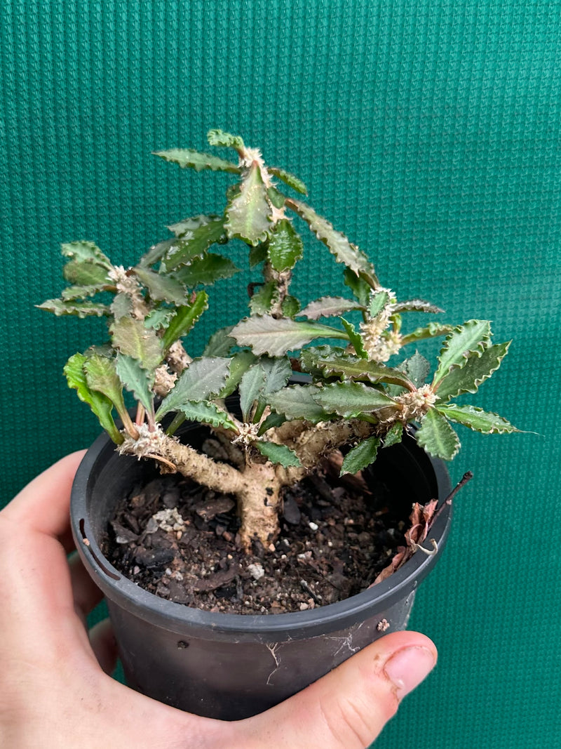 Euphorbia capsaintemariensis NEW