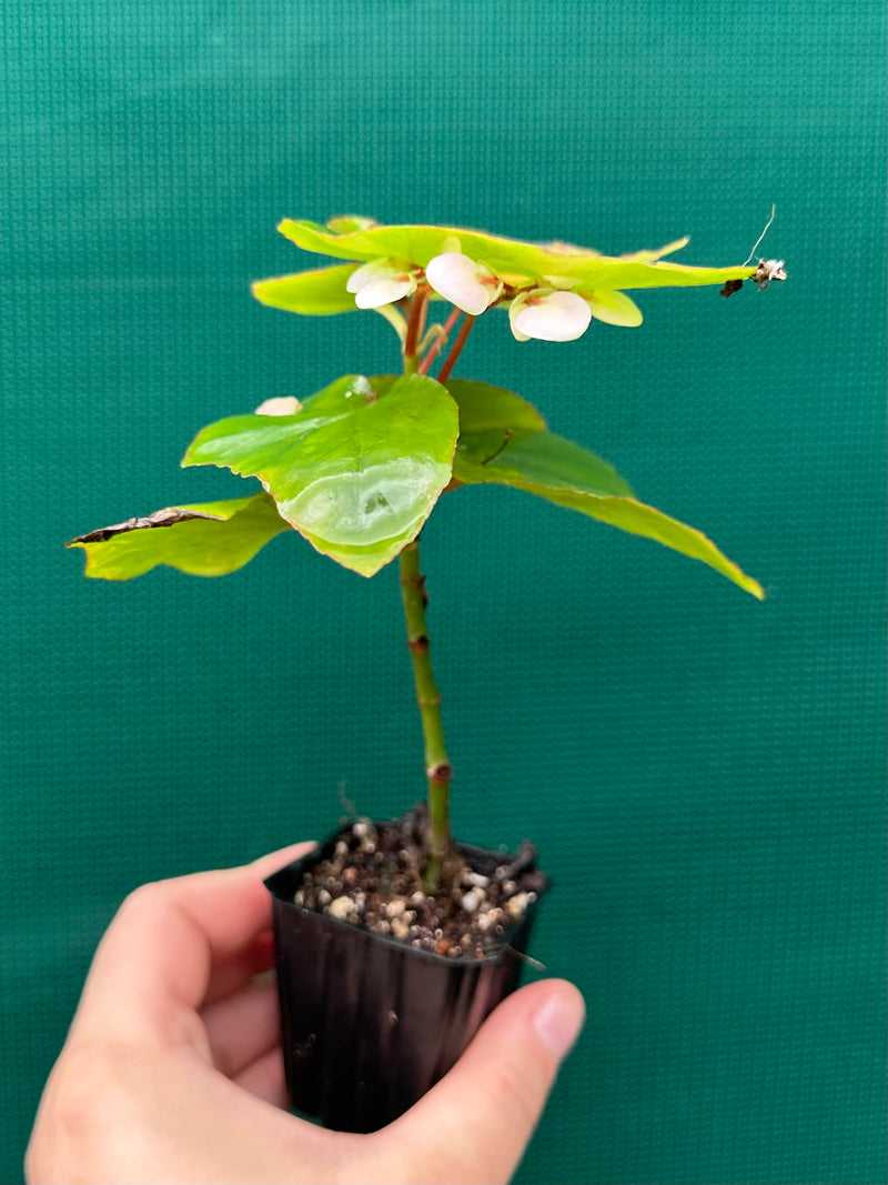 Begonia ‘Sachsen’