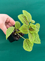 Pilea involucrata