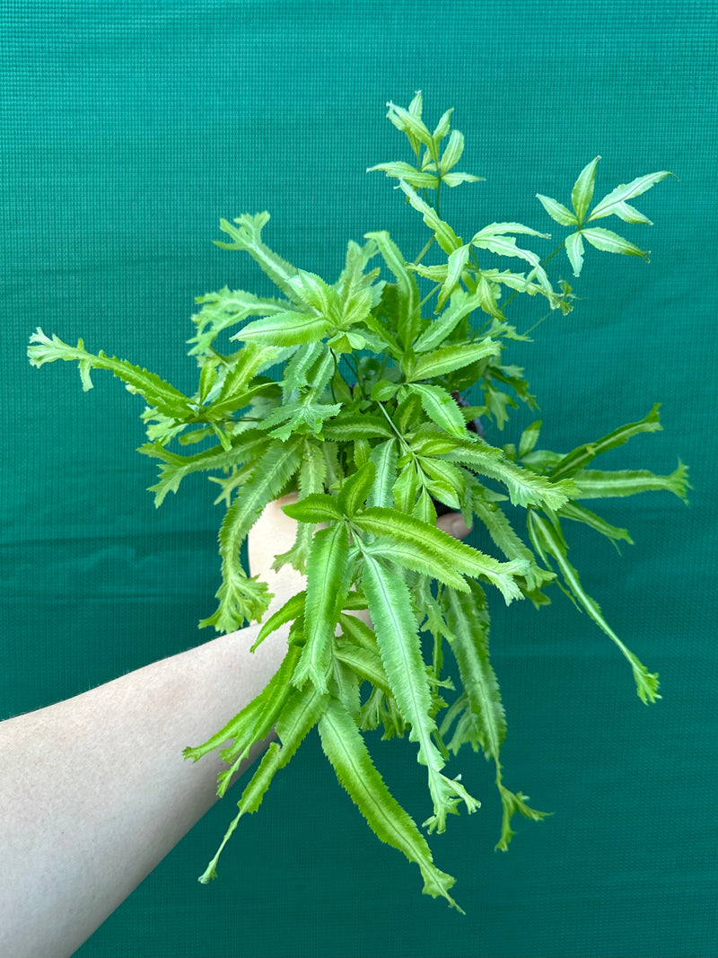 Pteris Fern Unknown 4