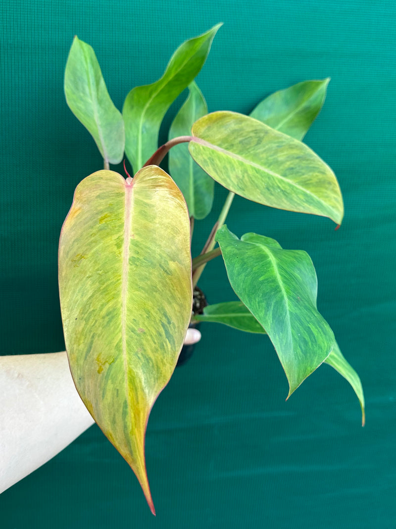 Philodendron ‘Autumn Queen’