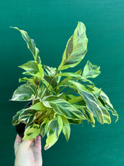 Calathea ‘Thai Beauty’