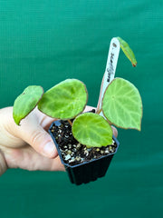Begonia scapigera NEW