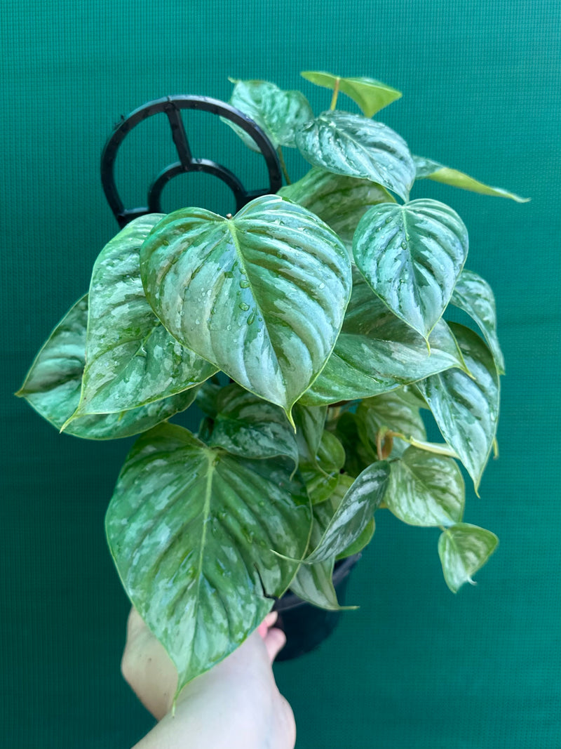Philodendron sodiroi