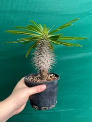 Pachypodium lamerei NEW