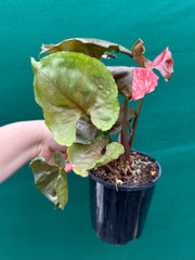 Syngonium 'Strawberry Ice’ NEW