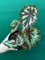 Begonia ‘Silver Legend’ NEW