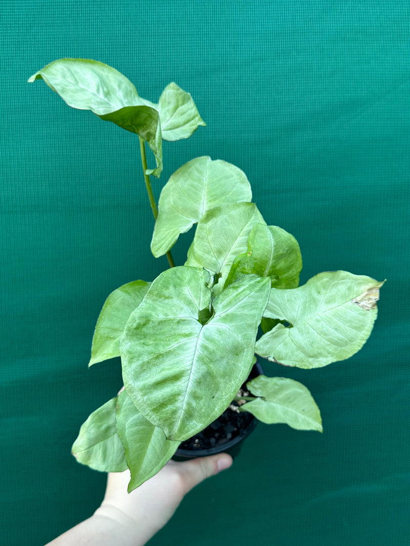 Syngonium 'Silver Pearl'