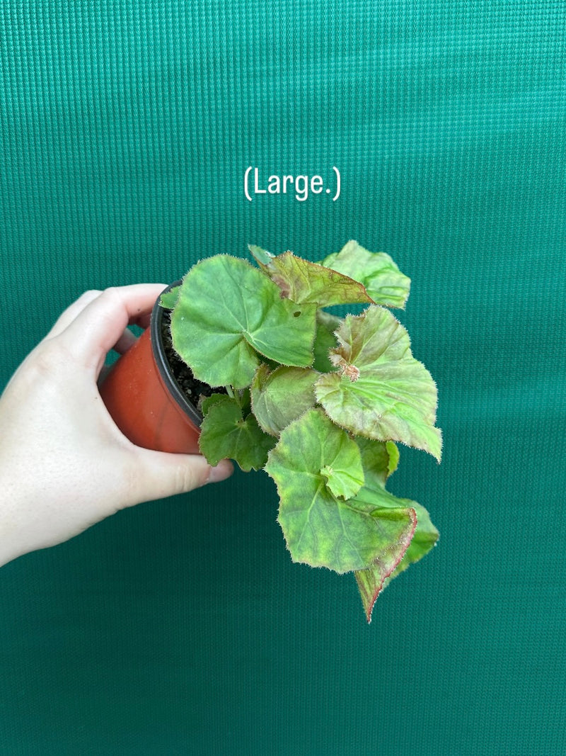 Begonia ‘Elsie Zilm’ NEW