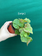 Begonia ‘Elsie Zilm’ NEW