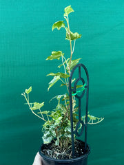 Hedera Ivy ‘Helix Camouflage’ NEW