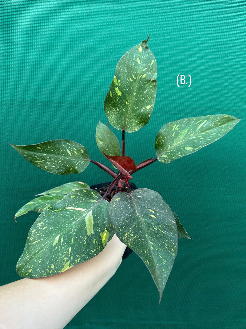 philodendron white and orange Philodendron 'Orange Princess'
