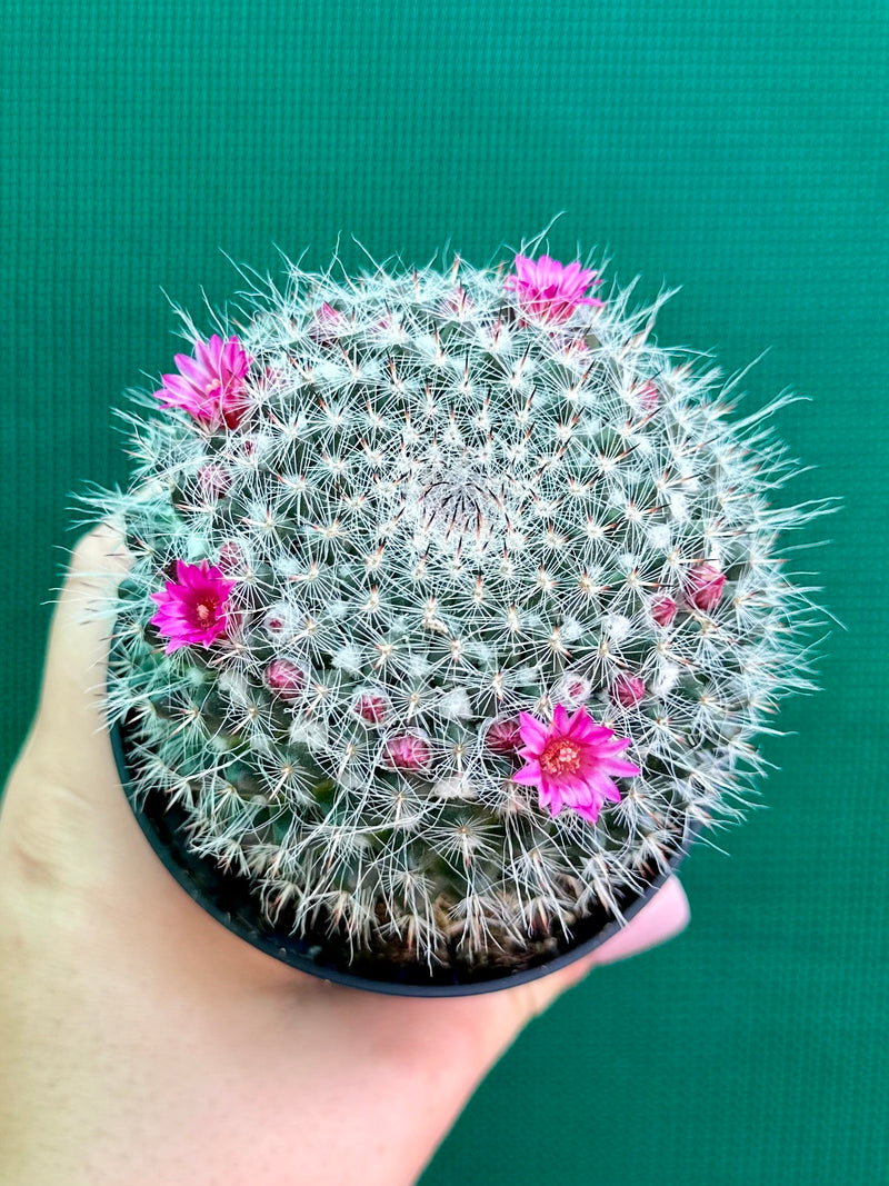 Mammillaria NEW