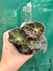 Begonia ‘Convention 2020’