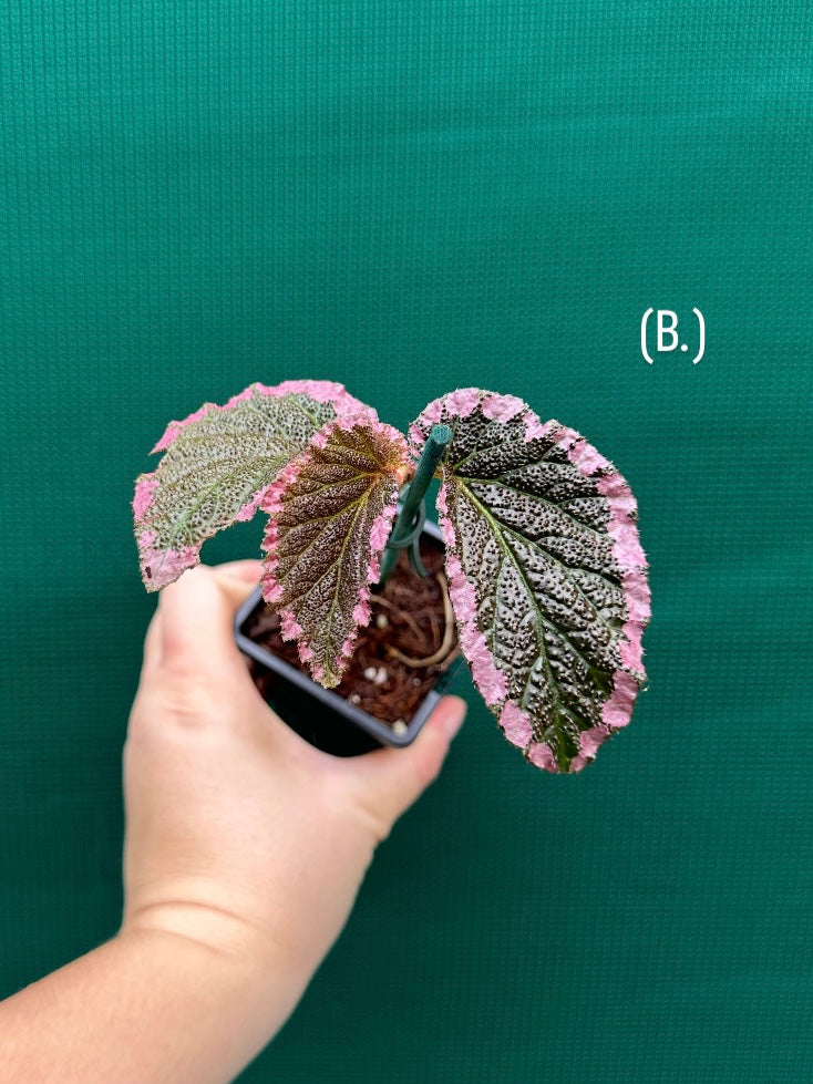 Begonia fulvovillosa (U012) NEW