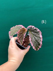 Begonia fulvovillosa (U012) NEW