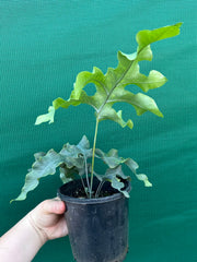 Phlebodium Aureum ‘Crisped Blue Fern’