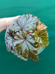 Begonia serratipetala NEW