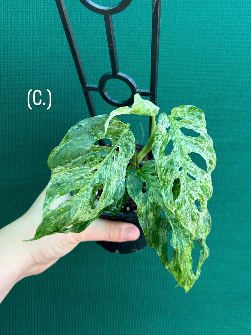 Monstera ‘Adansonii’ Mottled Variegation NEW
