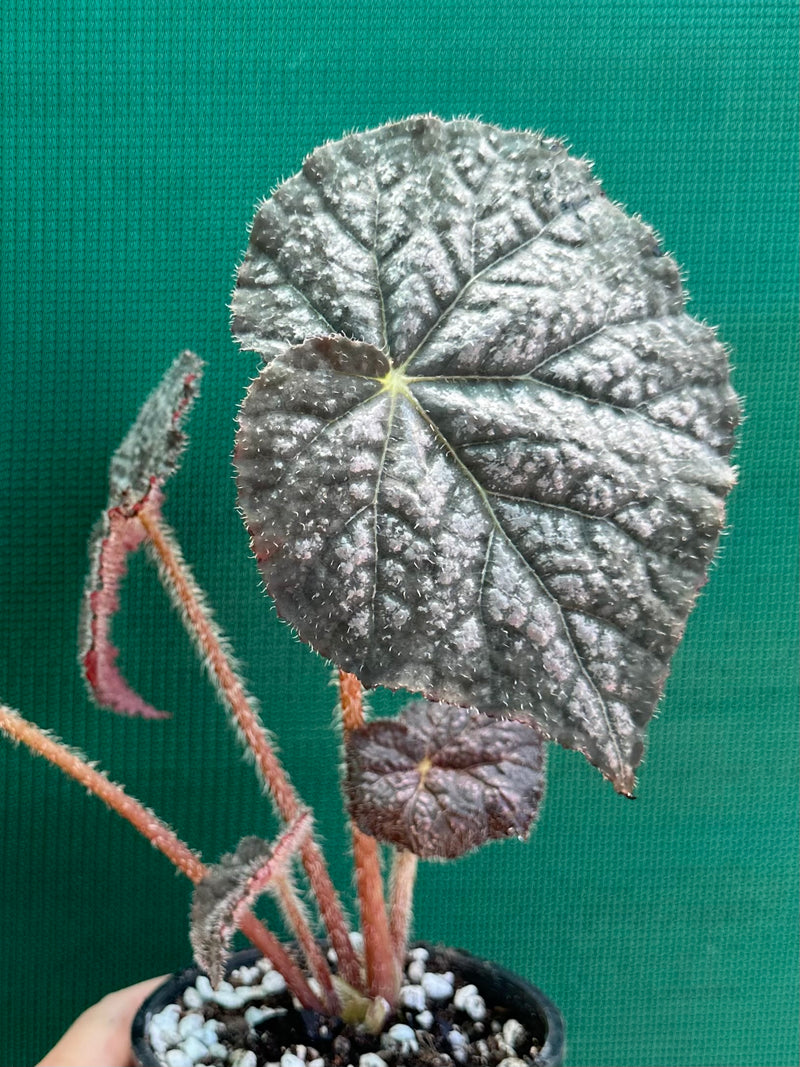Begonia ‘In The Pink’