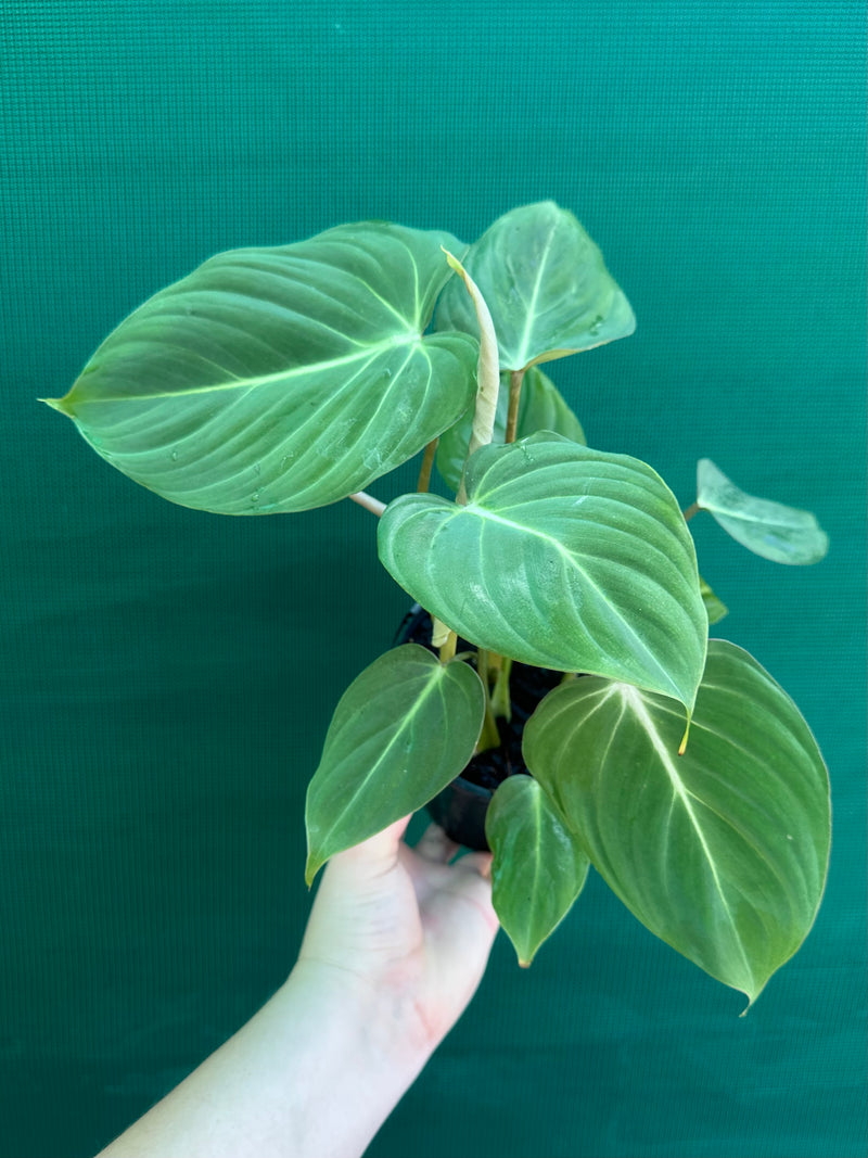 Philodendron ‘Gloriosum’