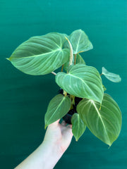 Philodendron ‘Gloriosum’