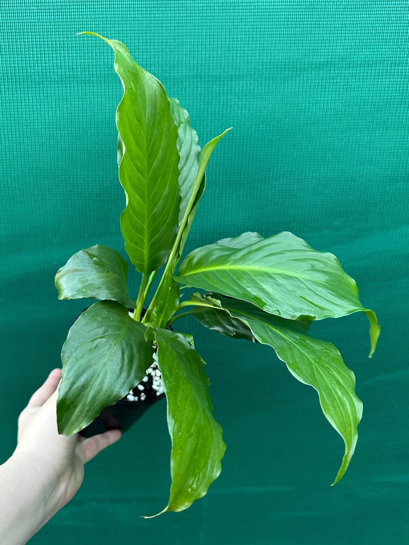 Spathiphyllum ‘Peace Lily Mojo’