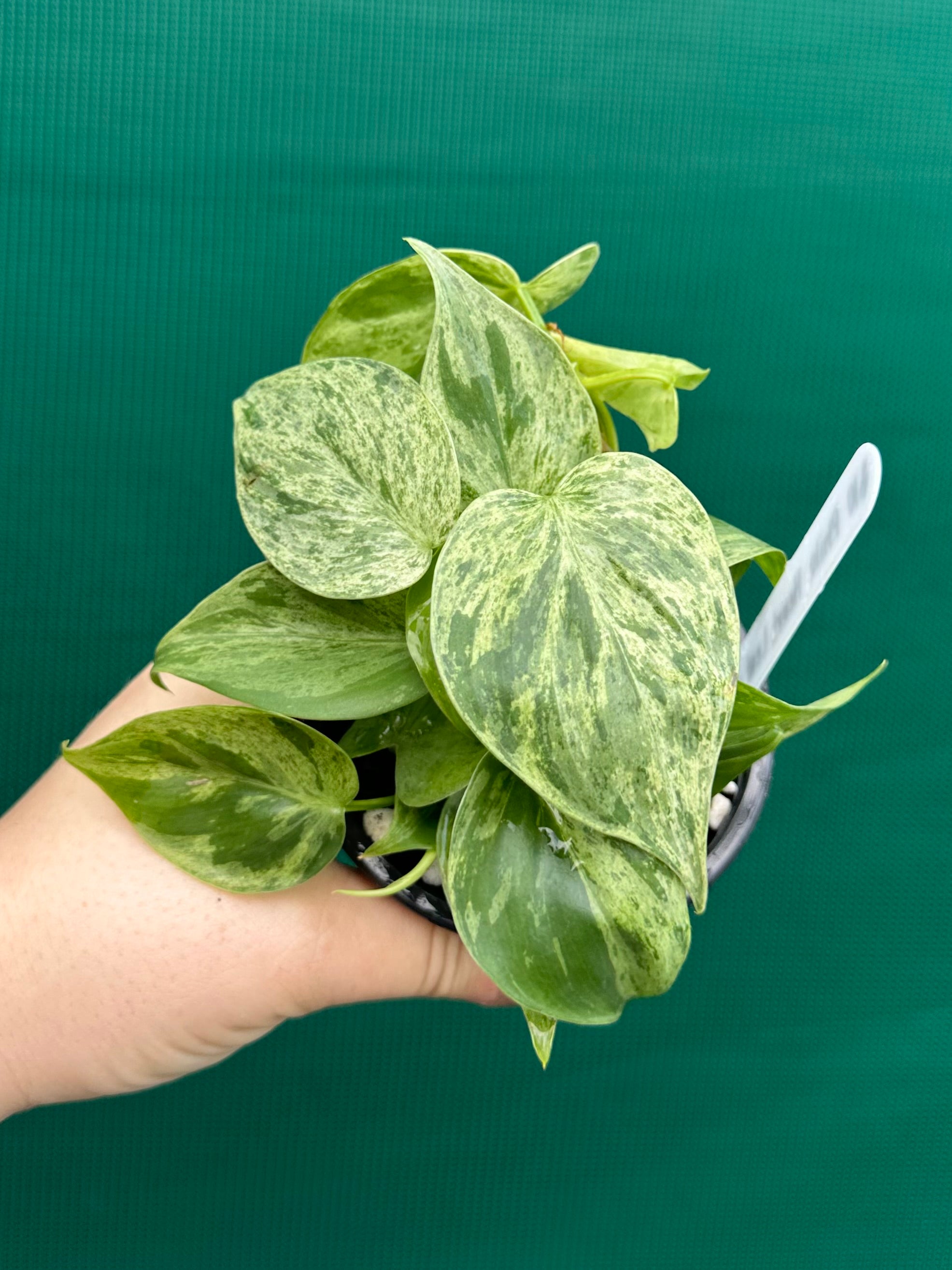 heart leaf philodendron edible Philodendron Heart-leaf Variegated