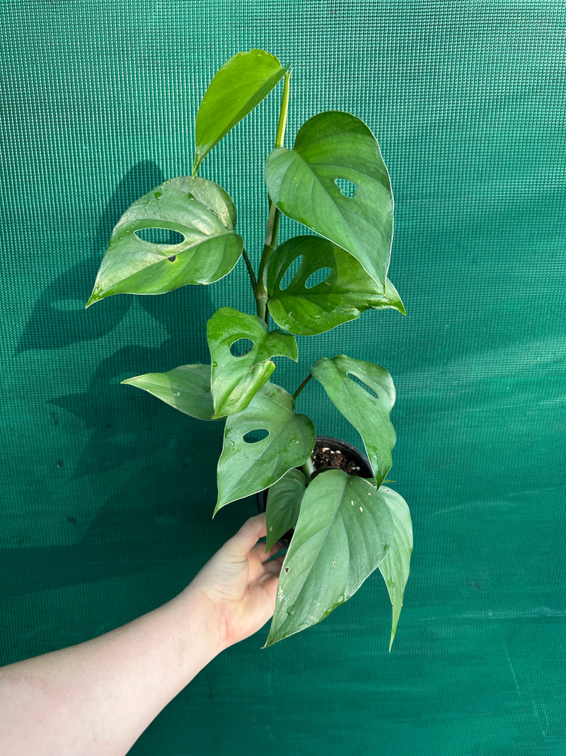 Rhaphidophora Pertusa