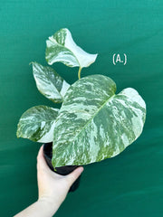Monstera deliciosa borsigiana variegated albo NEW