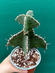Euphorbia grandialata