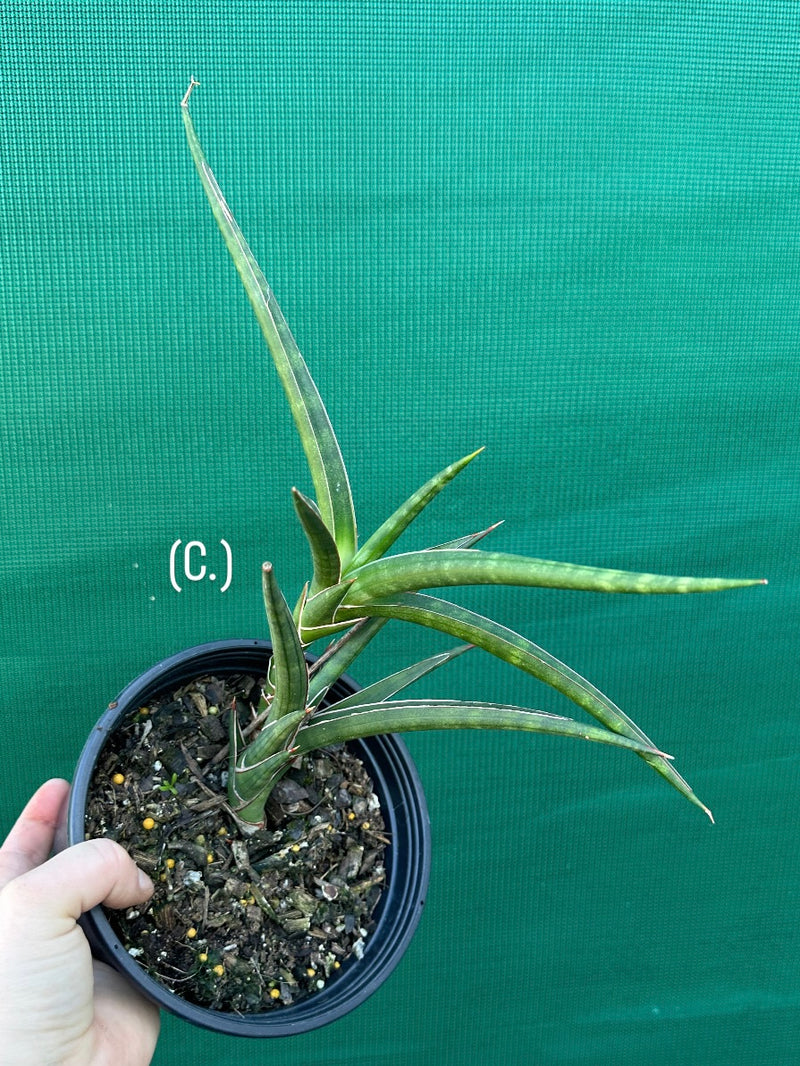Sansevieria ballyi NEW