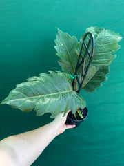 Philodendron ‘Pluto’