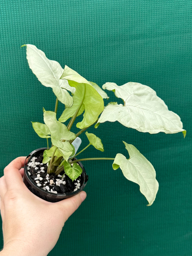 Syngonium ‘Moonlight’ NEW