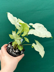 Syngonium ‘Moonlight’ NEW