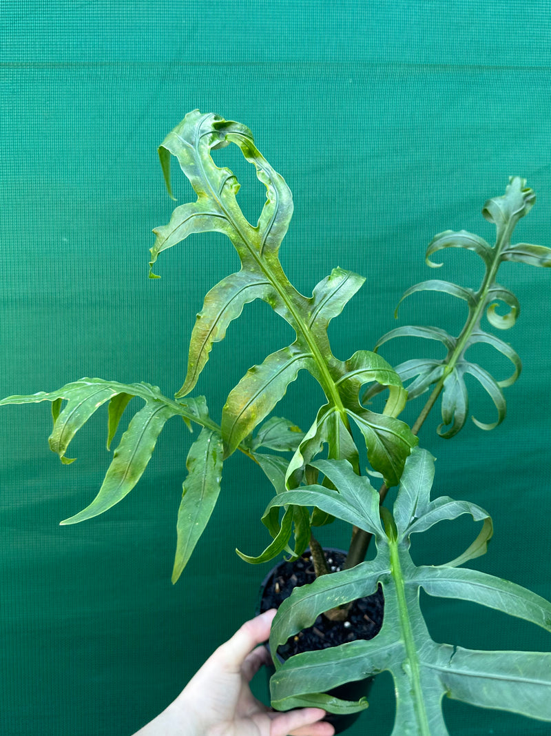 Alocasia brancifolia NEW