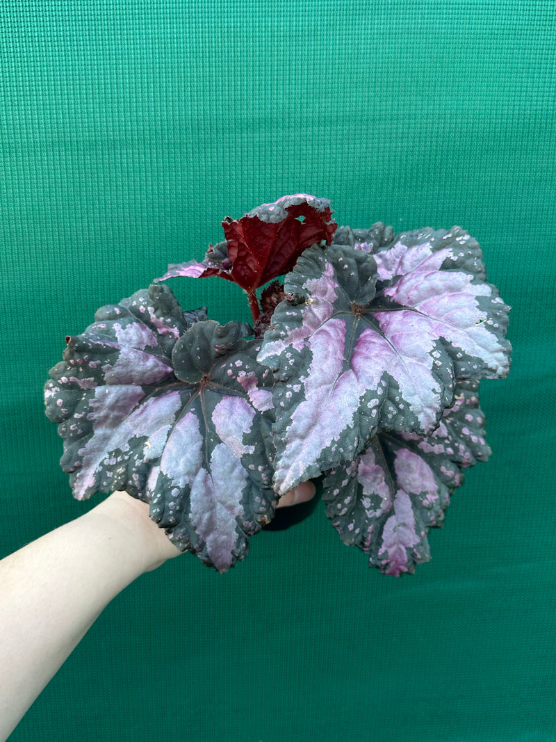 Begonia ‘Twisted Sister’