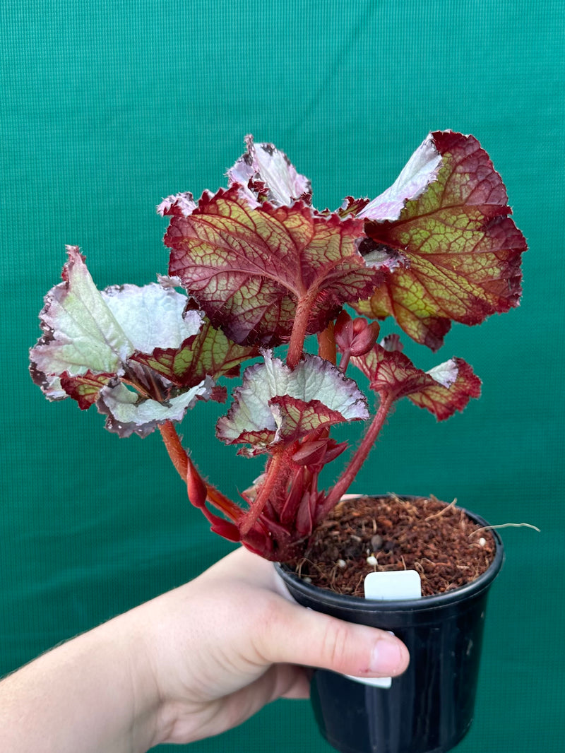 Begonia NOID 14