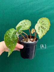 Begonia ferox
