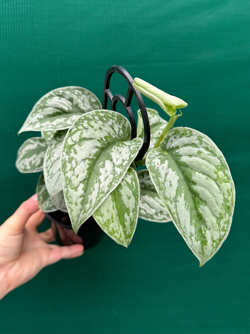 Schindapus Pictus Exotica