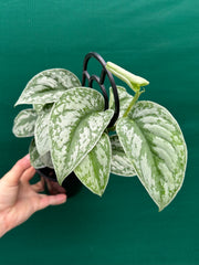 Schindapus Pictus Exotica