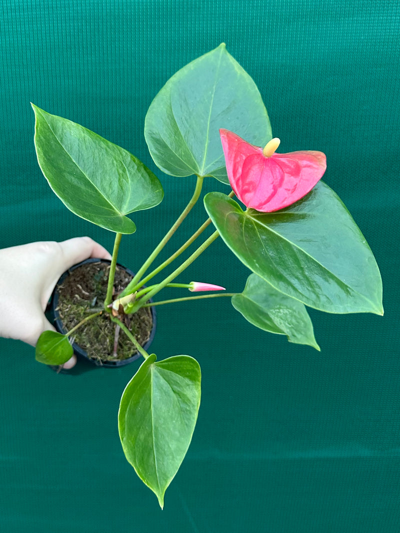 Anthurium NOID 1