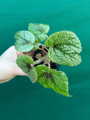 Begonia masoniana NEW