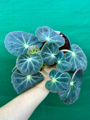 Begonia subacida (sp. Brazil)