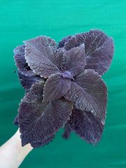 Coleus ‘Black Prince’ NEW
