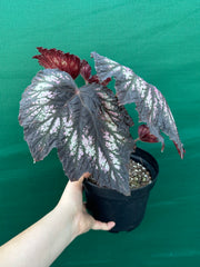 Begonia NOID 2