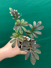 Solanum uleanum