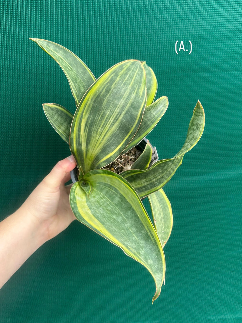 masoniana variegata NEW